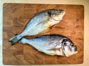 Кальмар паутинка 